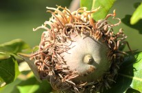 Burr Oak