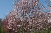 Autumnalis Cherry