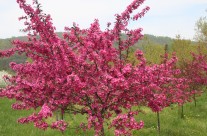 Prairie Fire Crabapple