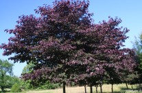 Forest Pansy Redbud