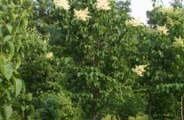 Ivory Silk Japanese Tree Lilac