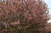 Kwanzan Cherry