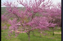 Redbud