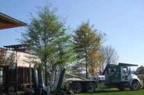 Tree Spades at Work – Moving a Tree from our Tree Nursery