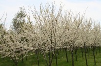 White Redbud