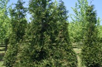 Green Giant Arborvitae