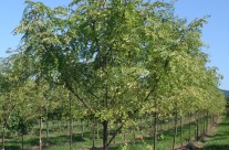 Shademaster Honeylocust