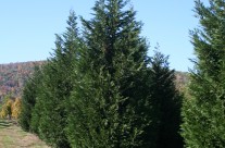 Leyland Cypress