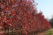 October Glory Red Maple