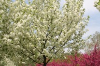 Snowdrift Crabapple