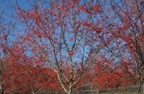 Winter King Hawthorn