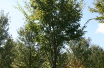 Green Vase Zelkova