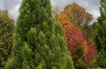 Yoshino Cryptomeria