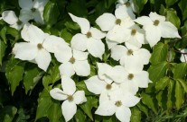 Kousa Dogwood