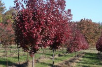 Brandywine Red Maple