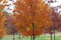 Legacy Sugar Maple