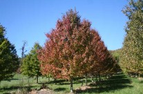 Sun Valley Red Maple