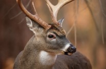 Four Ways to Protect Your Trees from Deer Rubbing