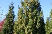 Trees We Love – Yoshino Cryptomeria