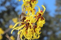 Trees We Love – Witch Hazel