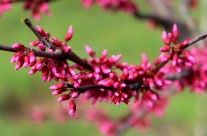 Appalachian Red Redbud