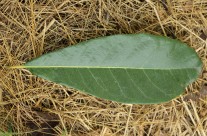 Shingle Oak