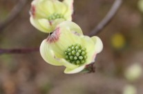 Dogwood