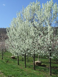 Flowering tree - Aristocrat Pear (Pyrus calleryana 'Aristocrat ...