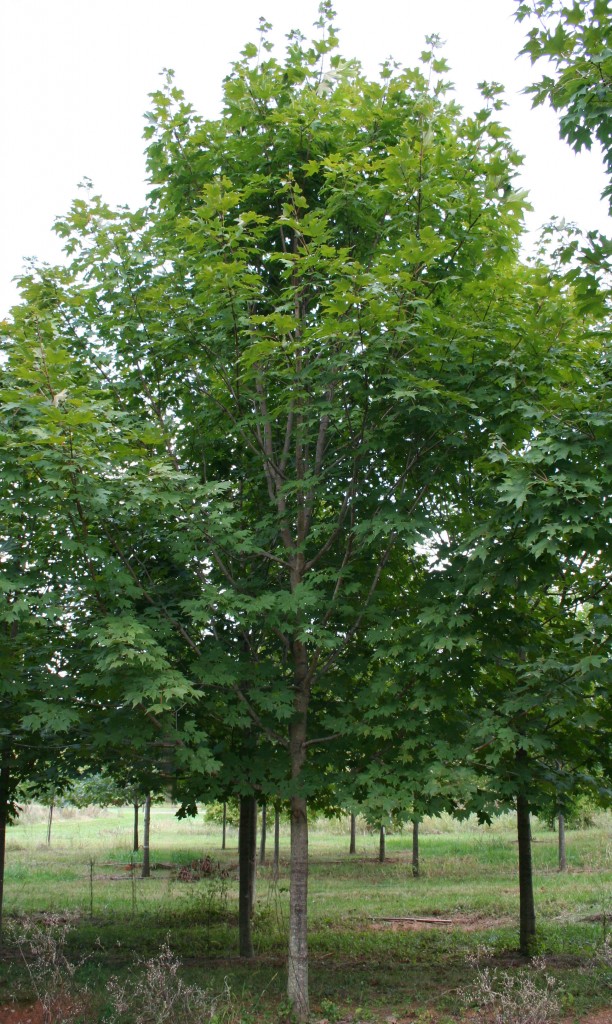 green-mountain-sugar-maple-shade-tree-farm-shade-tree-farm