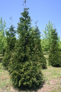 Evergreen- Green Giant Arborvitae (Thuja x 'Green Giant') | Shade Tree Farm