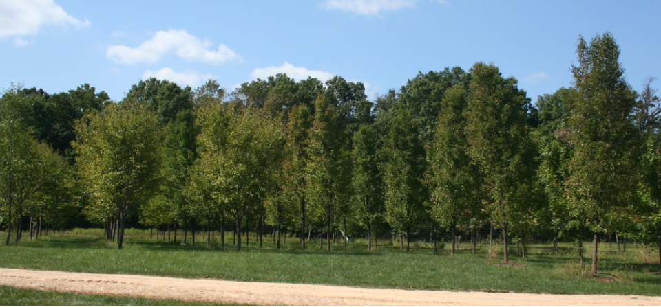 Tree Farm Northern Virginia | Shade Tree Farm