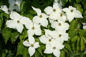 Flowering Tree - Kousa Dogwood (Cornus kousa) | Shade Tree Farm